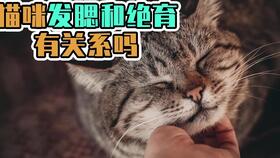 猫发腮和绝育有关系吗