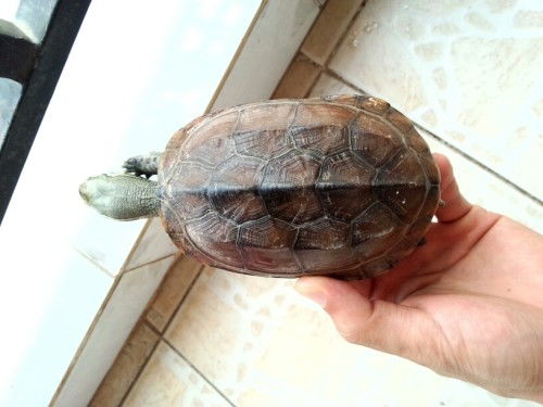 朋友送我一只乌龟,有谁知道是什么品种吗 