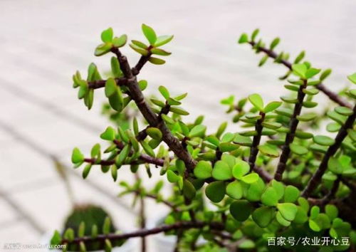 植物,金枝玉叶要怎么养啊 