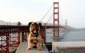 宠物狗奥斯卡随主人环球旅行36个国家