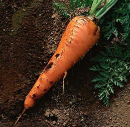 萝卜是根还是茎,萝卜是块茎还是块根？