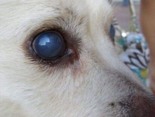 狗狗眼睛变成蓝色不一定是感染了犬瘟,传染性肝炎才是真正诱因 