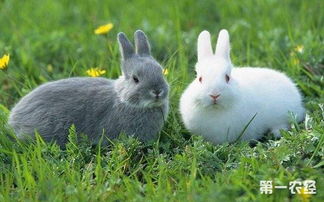 兔子怎么养 青年兔的养殖技术