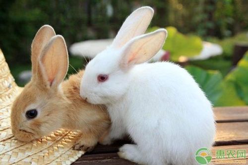 兔子最喜欢的抱姿方法,兔子最喜欢的抱姿方法图片