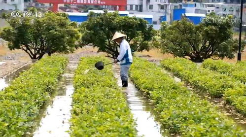 焦点访谈丨如何解决这道耕地难题 看看他们的做法