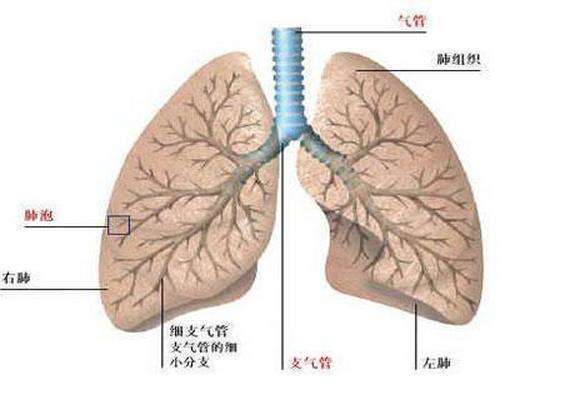 立秋鼻炎怎么办 中医3招养肺补肺气消除鼻炎症状