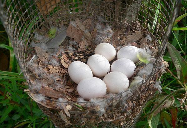 野外无意中捡回几只鸟蛋,孵化后,里面的小家伙让我大吃一惊