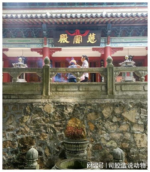 广州有座寺庙,古朴别致,就建在白云山的半山坡