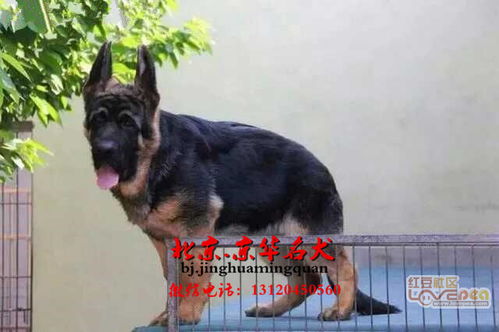 锤系德牧价格 北京德牧犬舍 今日低价出售德牧幼犬 