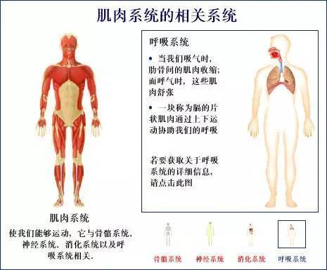 人的上半身身体结构图 搜狗图片搜索