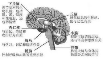 运动开发大脑,提升大脑功能,让孩子更聪明 