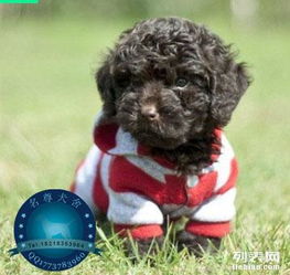 图 深圳哪里有卖狗的深圳买健康泰迪犬必选名尊犬舍 深圳宠物狗 