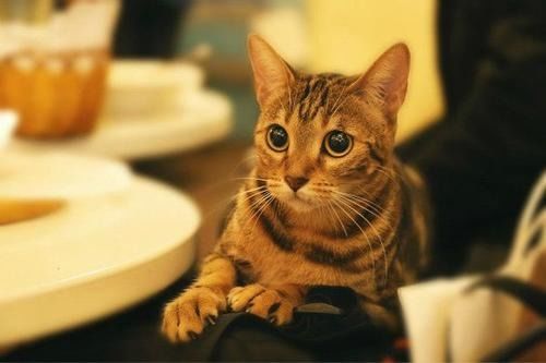 猫咪呕吐黄水是猫瘟吗