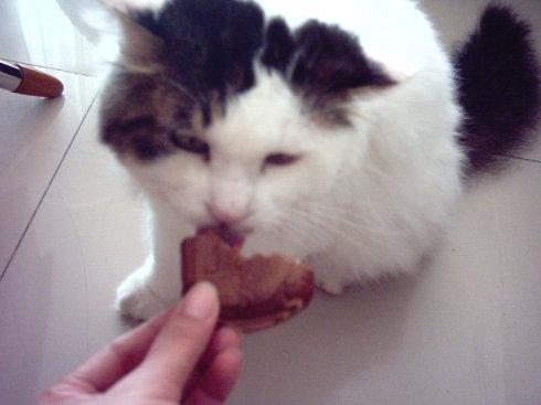 巧克力的香甜让人爱不释口,对猫也是极具诱惑,猫可以吃巧克力吗