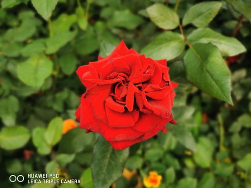 月季花和玫瑰花的区别在哪里,玫瑰花盆栽和月季的区别？