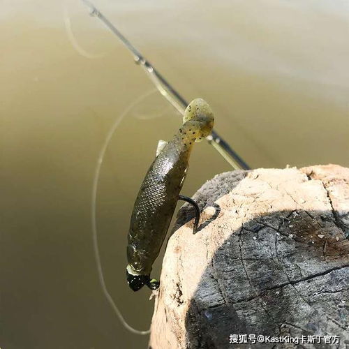 如何正确的选择路亚拟饵 三方面解答新手疑惑,从此不再纠结