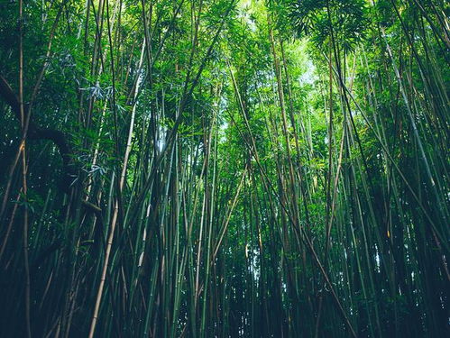 竹子的象征意义是什么,竹子的寓意和象征意义？