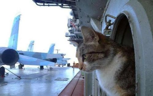有些航母上并没有老鼠,为什么要养猫 舰猫 到底有何 神秘作用