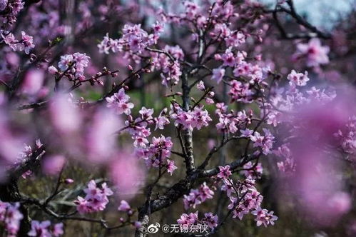 阳山 云桃花马 开跑 专属奖牌领起来