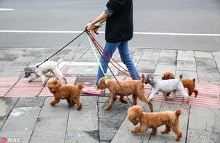 济南发布养犬通告 狗绳最长1.5米 2年违规3次将没收犬只 