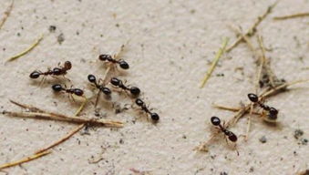 为什么蚂蚁在下雨的时候要搬家 