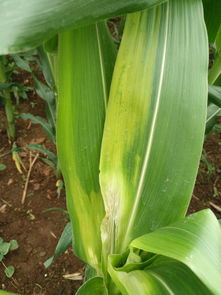 家里种的玉米叶子出现发黄现象 