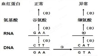 什么叫碱基序列？