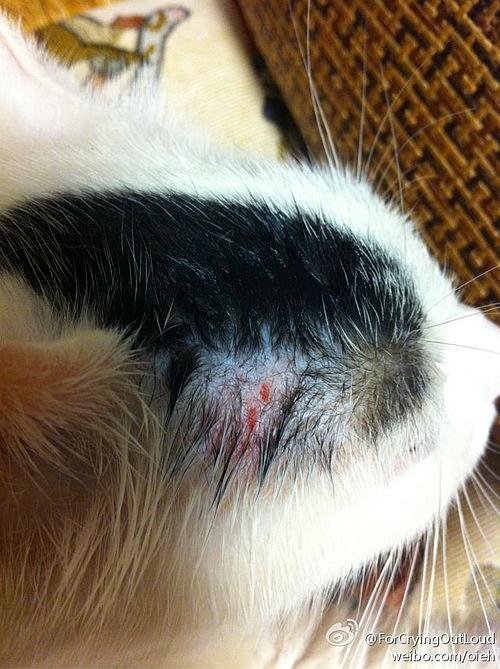 求助 我的猫突然脸上秃了一块,有两颗红点,但... 