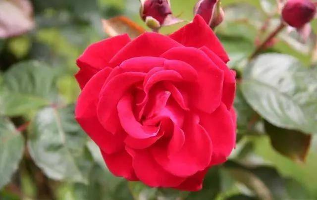此种玫瑰养起来不娇气,养在家中很简单,自己轻松种出玫瑰园