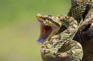 吓坏了 一条1米多长的蛇爬进柳州居民家中,还钻进卧室的被窝里 