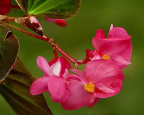 秋海棠的花语是什么