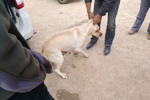 难得一见,健康的狗场繁殖种犬,价格也不低,1300别嫌贵 成犬 