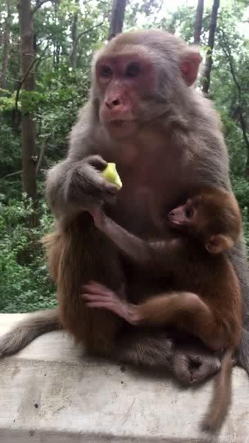 好久没看见这猴麻麻 这就是之前猴宝宝去世 