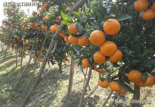 柑橘对生态环境的要求及适应性