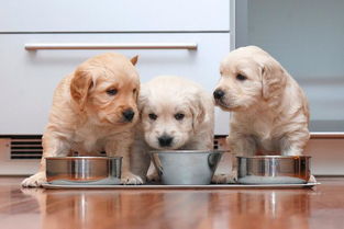 一顿该喂狗狗多少粮 不同年龄的狗狗,喂食分量大不相同