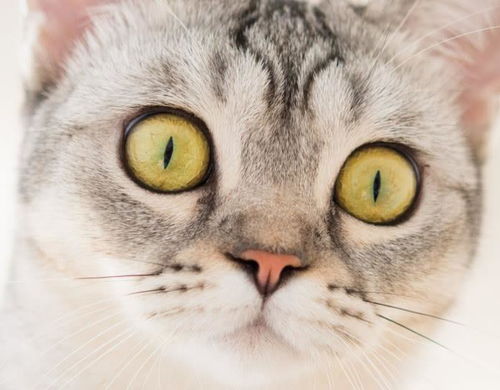 猫咪为什么流泪 可能是正在被某些疾病问题困扰,在向宠主求救
