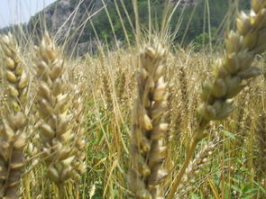 小麦属的分类