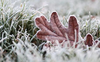 节气专题 霜降 一年最后的秋天