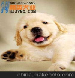 北京金毛犬价格 车公庄金毛犬专卖 北京精英名犬