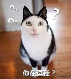 再过100年都很难找出这9只特别的猫咪