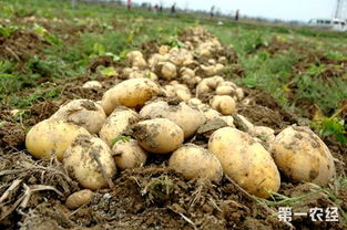 土豆种植技术和管理,早熟马铃薯栽培技术与病虫害防治方法的关键要点有哪些