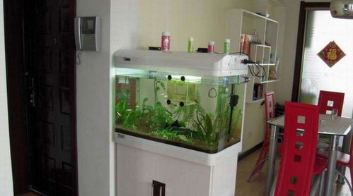 家里摆放鱼缸一个是喜欢鱼能给房间增加生机