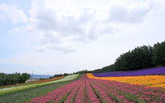 秋天的北海道 米粒分享网 Mi6fx Com