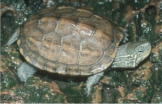 乌龟的寿命有多长,世界上最长寿的乌龟