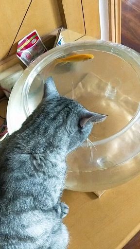 一岁的猫子不吃罐头,只吃干猫粮怎么办 