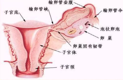 关于异位妊娠