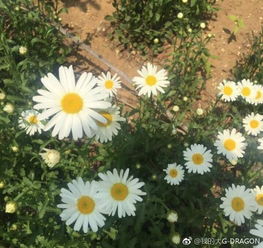 这是哪个种类的雏菊,想种不知道好不好活 