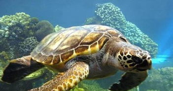 乌龟是生活常见的动物,如何区分海龟与陆龟,带大家了解一下