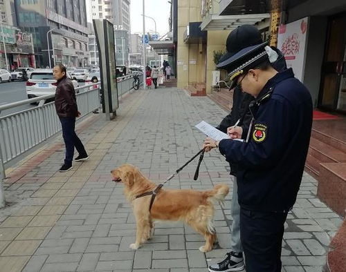 倡导文明养犬 郑州市金水区对这些违规遛犬行为集中整治 