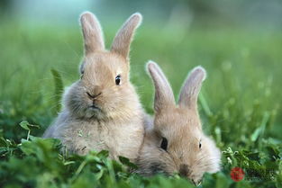 属兔和什么属相最配 属兔最佳配偶